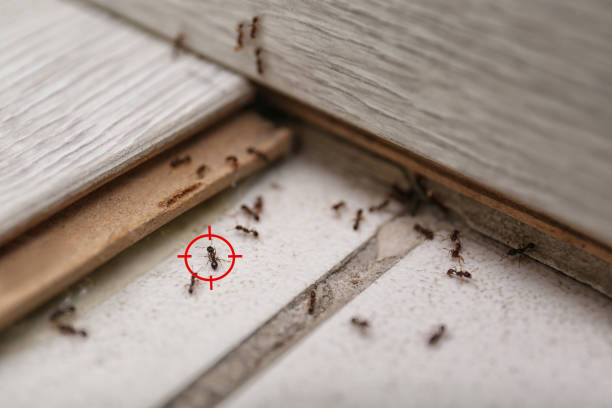 Best Pest Prevention Services  in Berlin, NH