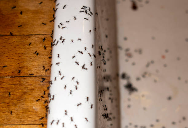 Wildlife Control Services in Berlin, NH