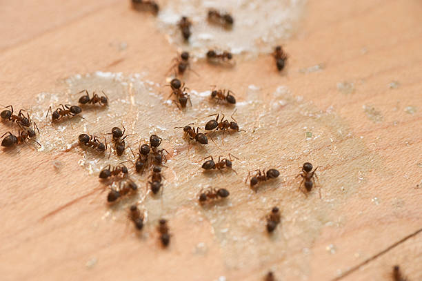 Best Affordable Pest Control Services  in Berlin, NH