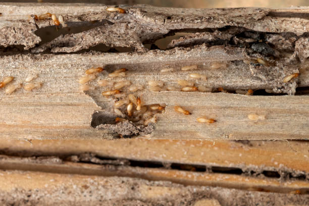 Best Exterminator Services  in Berlin, NH